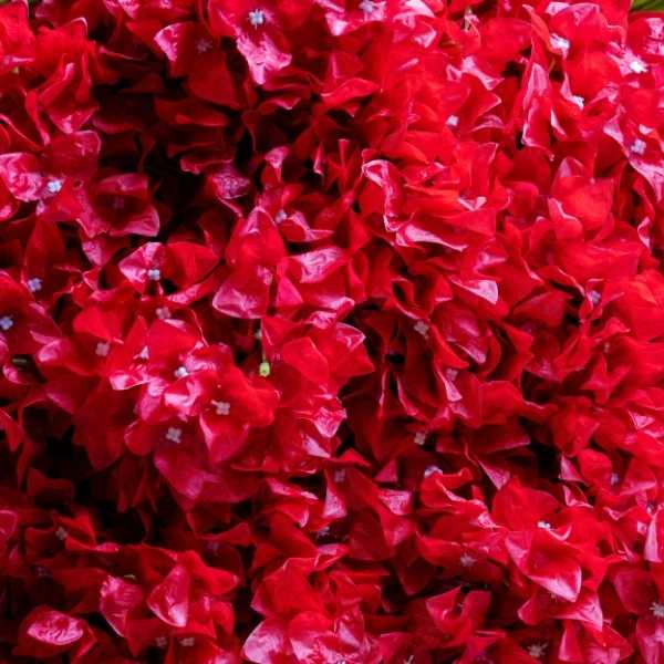 Red Hydrangea Flower Stem Red