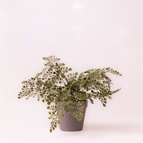 Green Small Faux Potted Plant