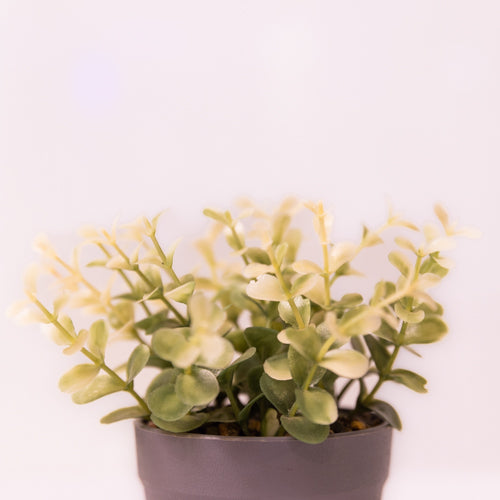 Green Clustered Faux Potted Plant