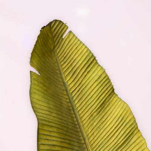 Set Of 2 Green Faux Banana Leaves