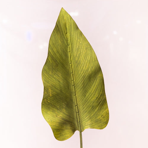 Set Of 2 Faux Ravanela Leaves