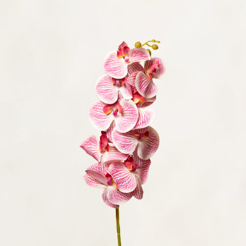Shaded Pink Phalaenopsis Stem
