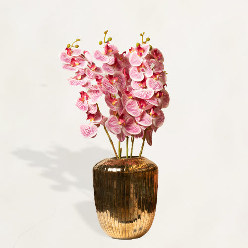 Shaded Pink Phalaenopsis Stem