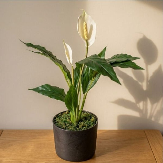 Anthurium Potted Plant