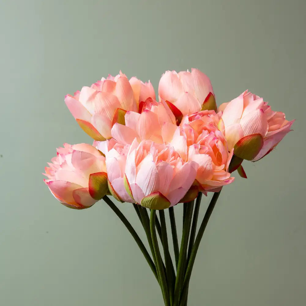 Blush Pink Lotus Flower Stem Close up