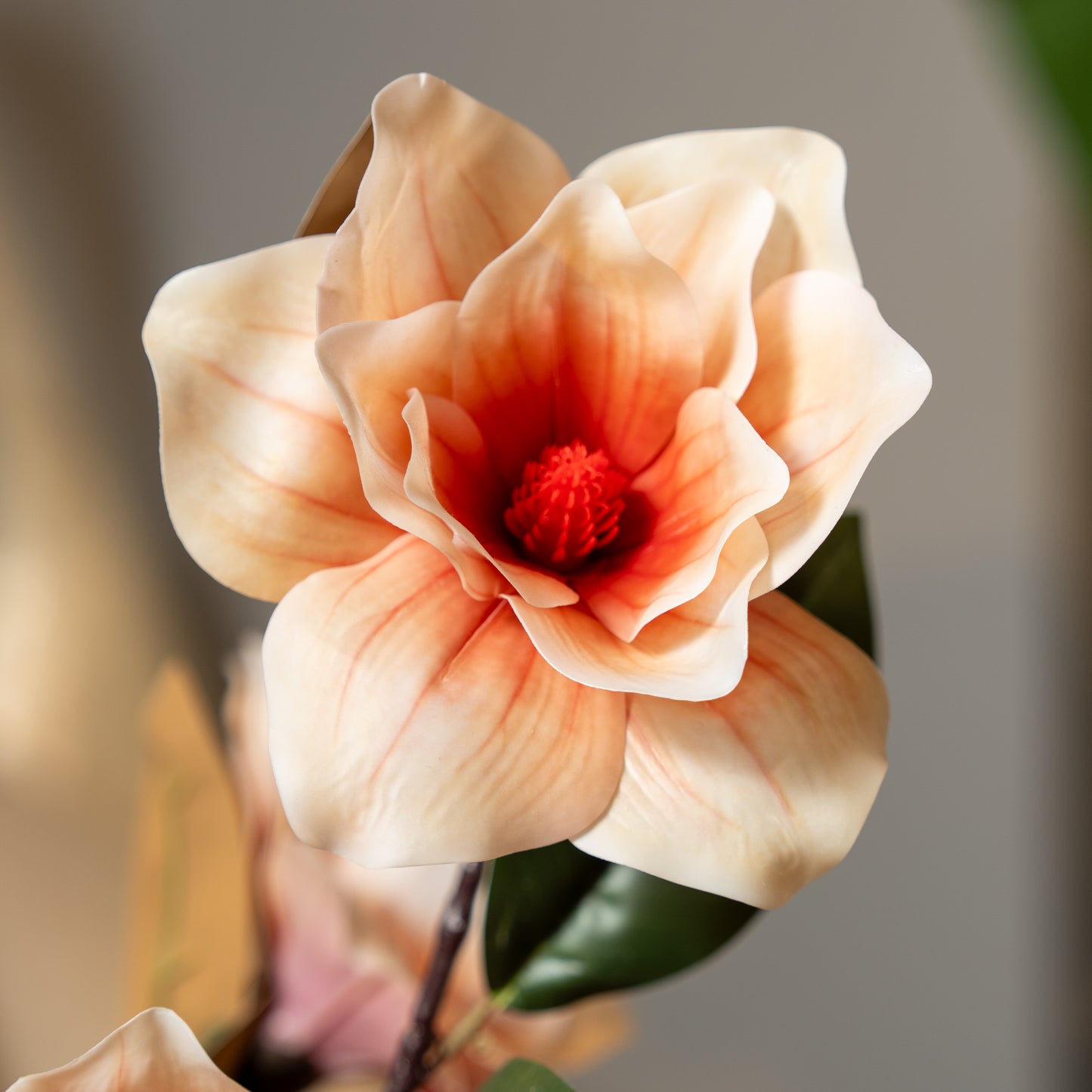 Peach Magnolia Flower Stem