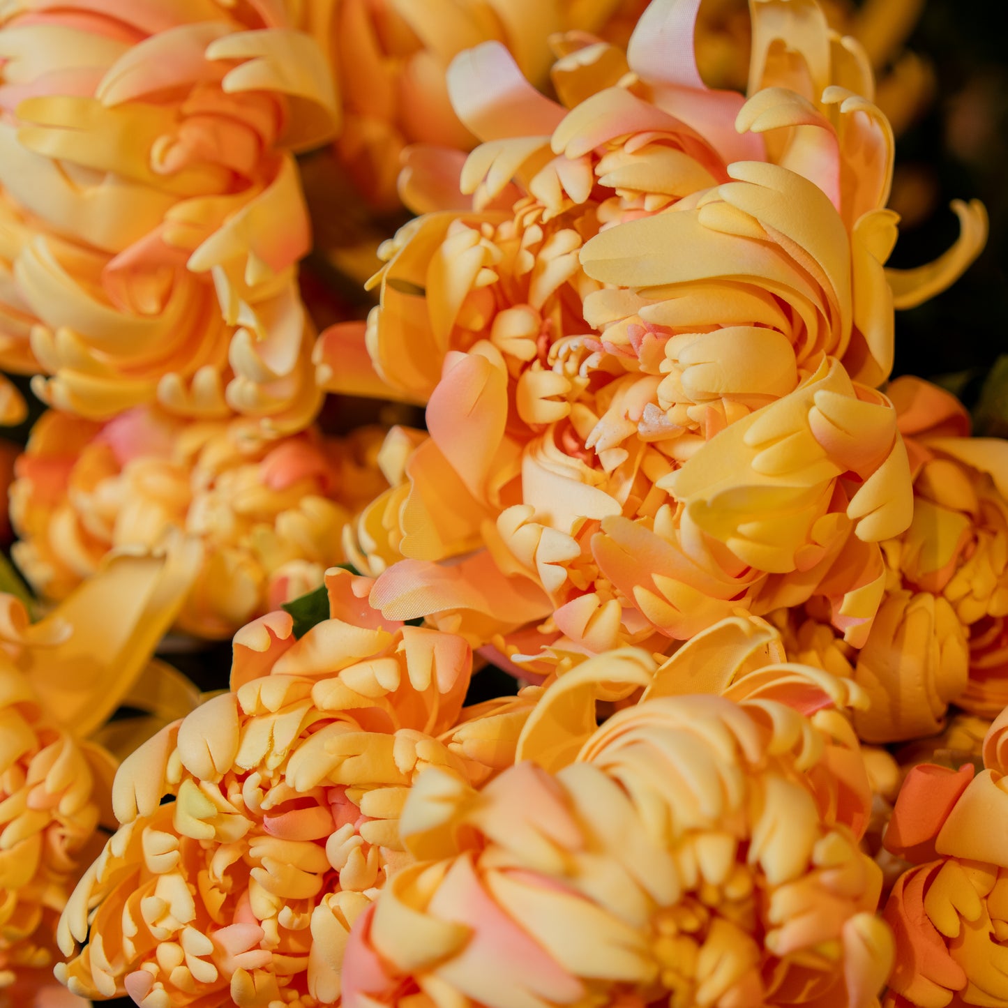 Yellow Chrysanthemum Flower Stem