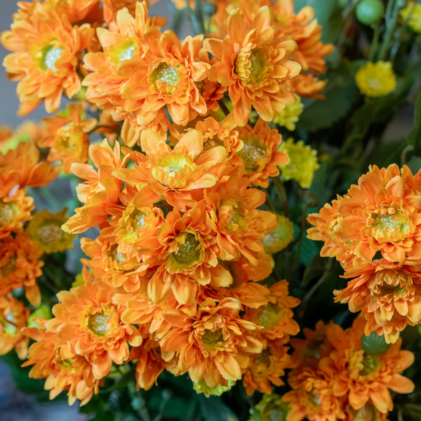 Daisy Chrysanthemum Flower Stem
