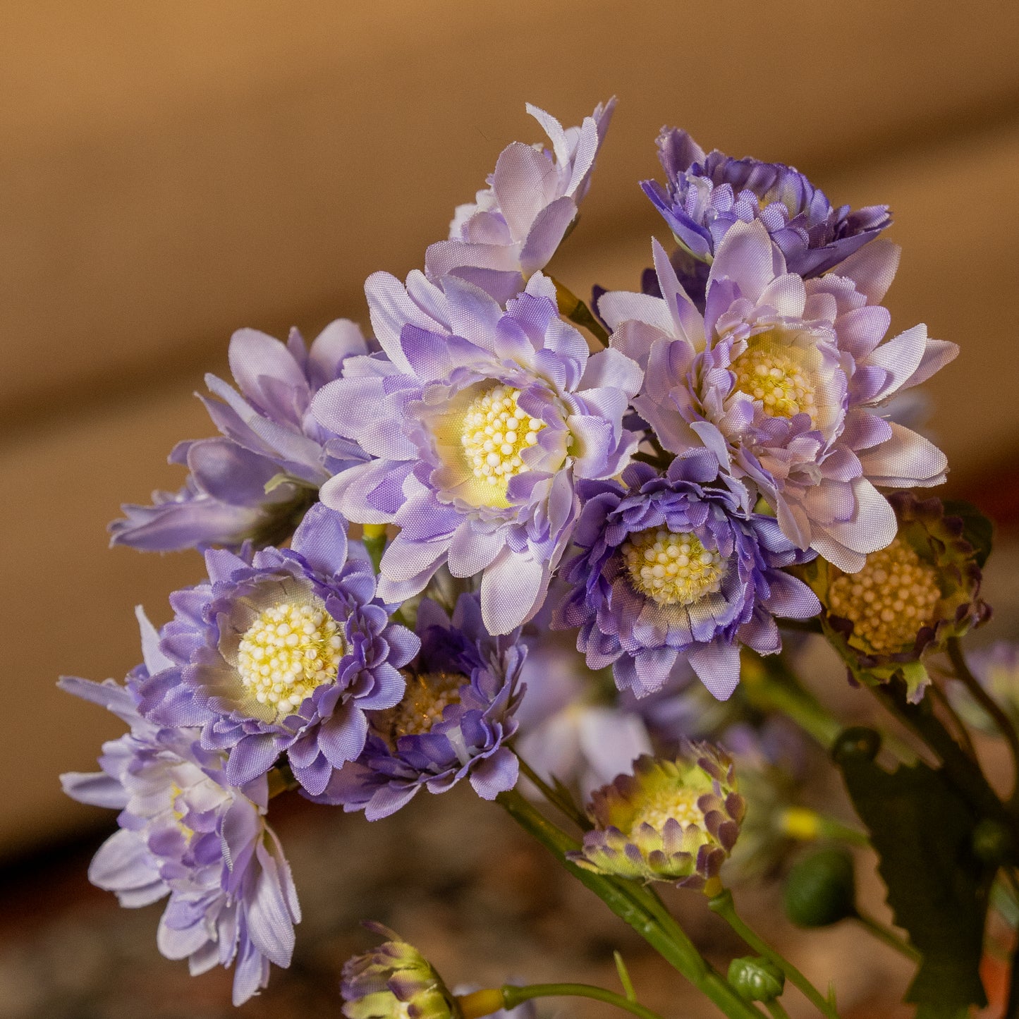 Daisy Chrysanthemum Flower Stem