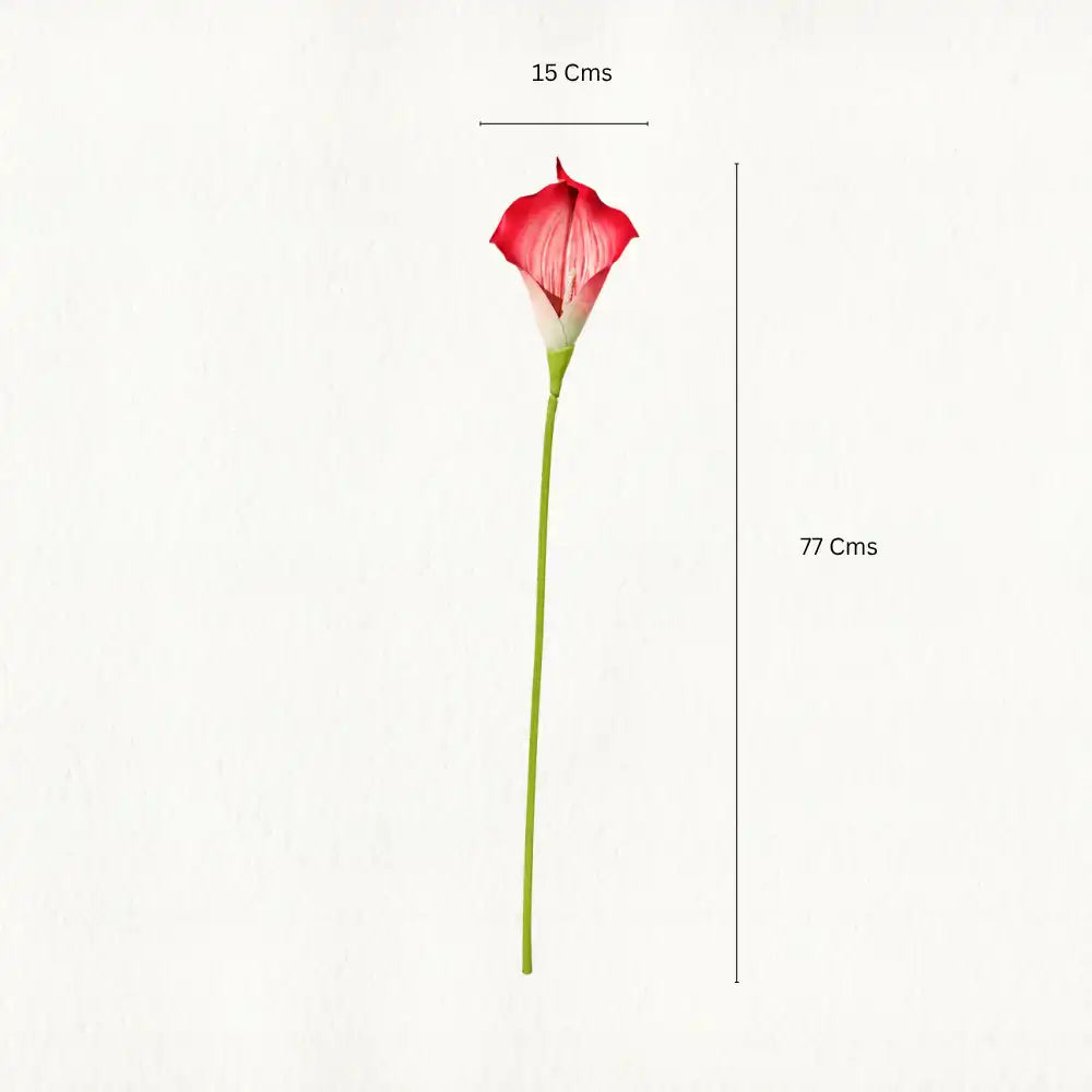 Dark Pink Caliar Lily Flower Stem Dimensions