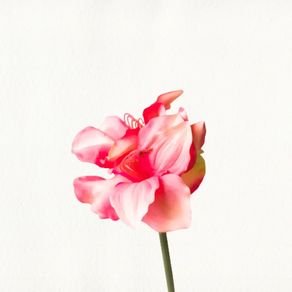 Faux Hippeastrum Flowers Close Up