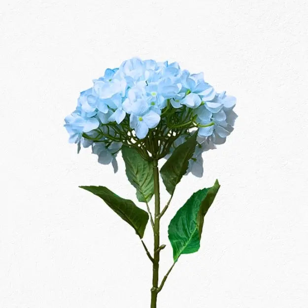 Powder Blue Jumbo Hydrangea