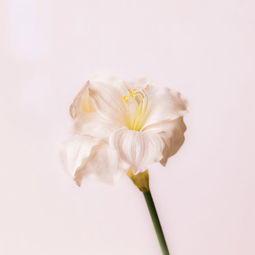 Set Of 2 Faux Hippeastrum Flowers-White