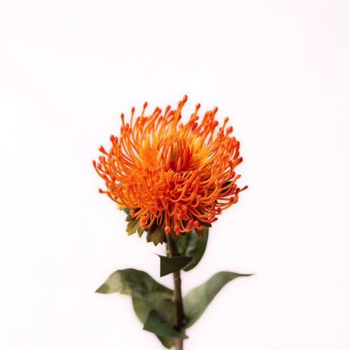 Set Of 2 Artificial Leucospermum Flower Stems Orange