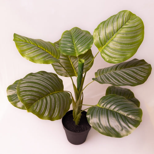 Green Faux Calathea Plant