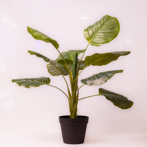 Green Faux Calathea Plant