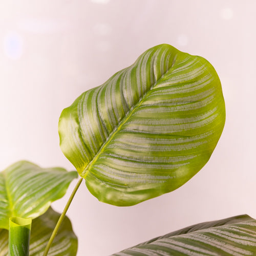 Green Faux Calathea Plant