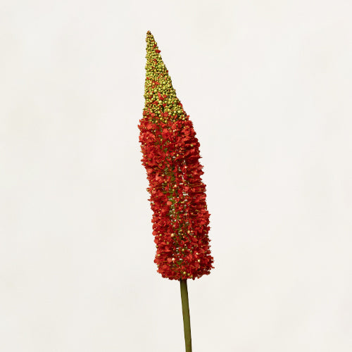 Red Celosia Flower Stem