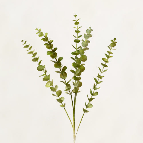 Eucalyptus Stem