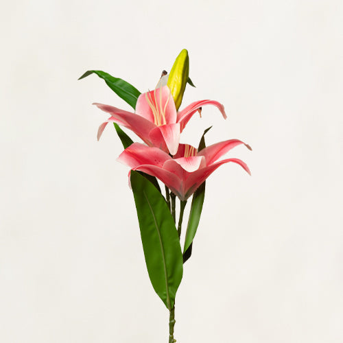 Lily Flower Stem