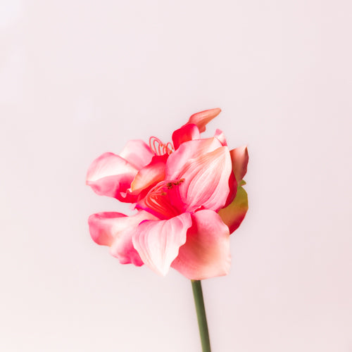 Faux Hippeastrum Flowers (Set of 2)